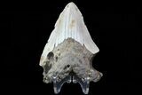 Bargain, Megalodon Tooth - North Carolina #76246-1